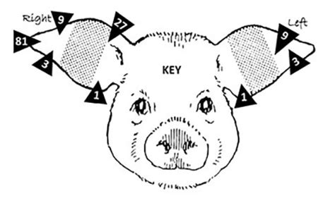 Identify Pigs by Ear Notching | New Mexico State University - BE BOLD ...