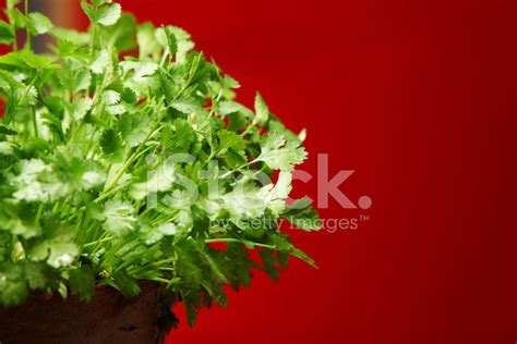 Coriander Herb Growing In Pot Kitchen Garden Stock Photo | Royalty-Free ...