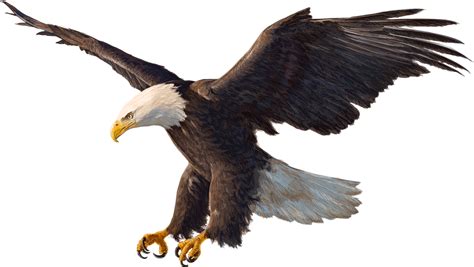 Bald Eagle Drawing - eagle png download - 1600*903 - Free Transparent ...