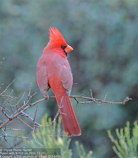 Hunting Digital Plumes in the US and Beyond: Songbirds of the Sonoran ...