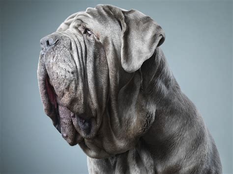 Mastiff Wallpapers - Wallpaper Cave