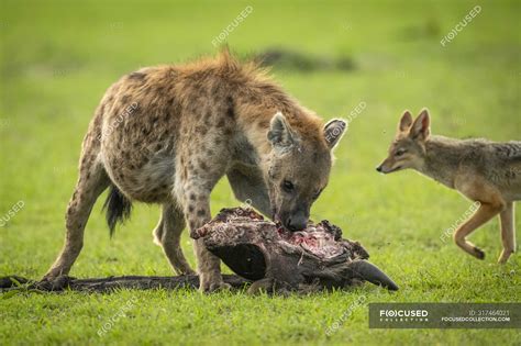 Spotted hyenas eating meat in wild nature — carnivore, landscape ...