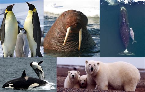 Polar Wildlife Report reveals Arctic and Antarctic animals were thriving in 2022 | polarbearscience