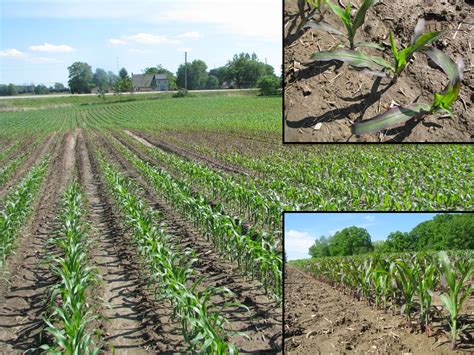 Phosphorus Deficiency in Corn and Soybean | UT Crops News