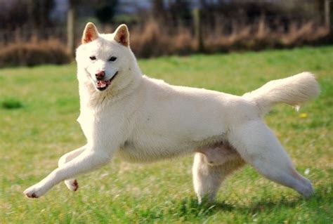 225 Best White Dog Names for Your Bright & Beautiful Pup