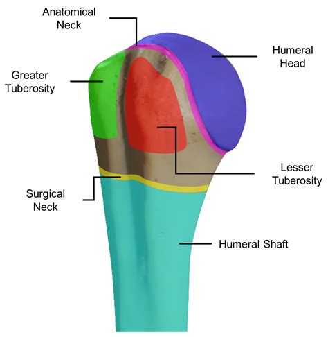 Proximal Humerus Anatomy