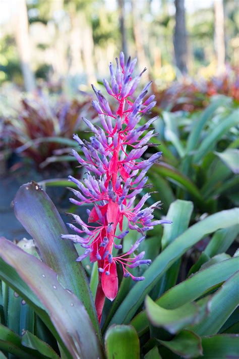 Various Types of Bromeliad That Can Be Grown Indoors and Outdoors