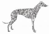 Whippet Coloring Pages sketch template
