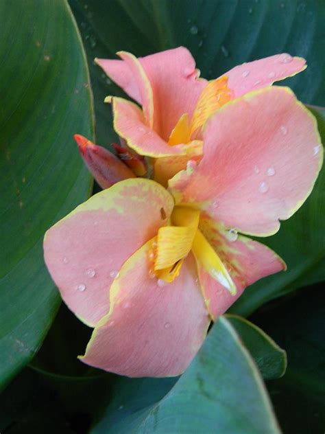 Pink Canna Lily with Raindrops Photograph by Warren Thompson - Fine Art ...