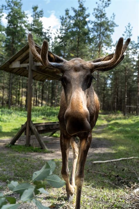 Moose on the Loose: Moose Interrupts Youth Soccer Game [VIDEO] | 105.7 WAPL | Wisconsin's ...