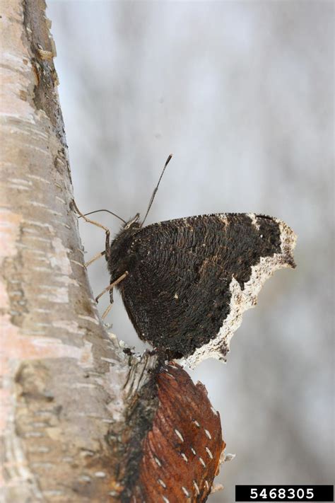 mourning cloak butterfly (Nymphalis antiopa)