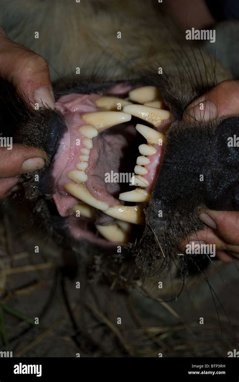 Hyena teeth hi-res stock photography and images - Alamy