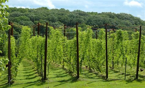 A hop trellis would be cool. Need to research what strains would be comfortable in the region ...