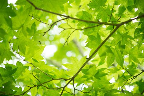 Fresh green maple leaves | Photographed at Japanese Garden o… | Flickr