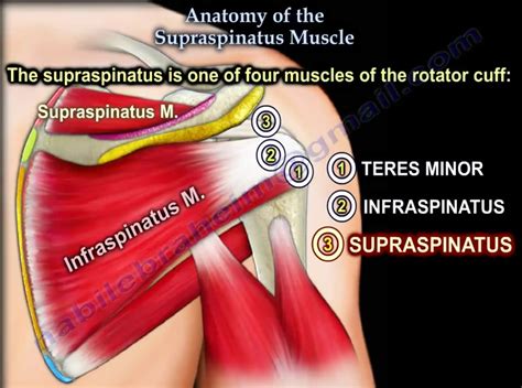 Anatomy of #Supraspinatus — OrthopaedicPrinciples.com