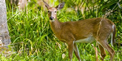 Wildlife & Birding – Silver Springs State Park