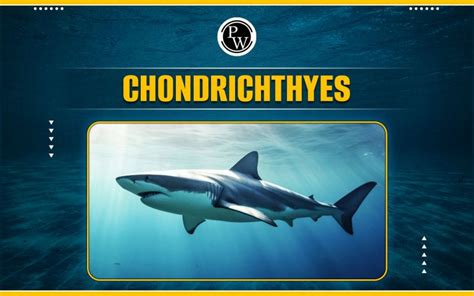 Chondrichthyes - Classification, Characteristics And Reproduction