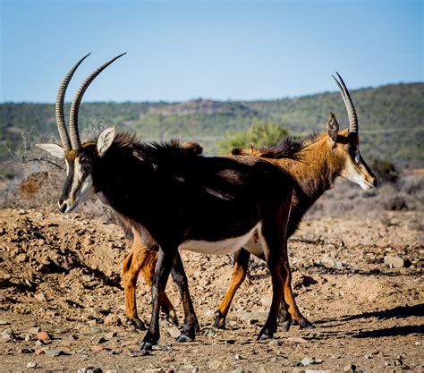 Sable Antelope on Behance