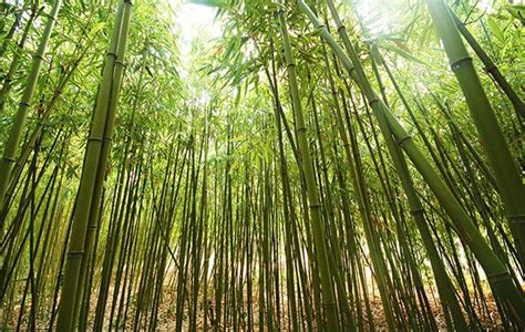 What I like about bamboo plants - Gardening Site