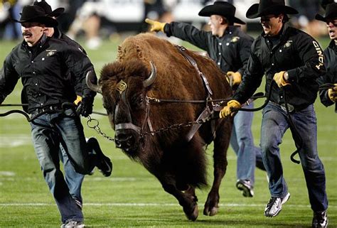 Ralpie, the buffalo and mascot of the Colorado Buffaloes. | College football, Mascot, College fun