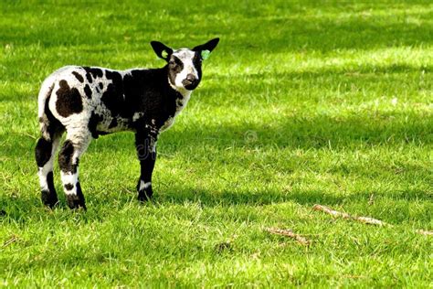 Young Lamb In Black And White Stock Image - Image of mammal, grass ...