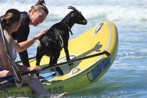 Goat vibrations: animals teach surfers in California | South China Morning Post