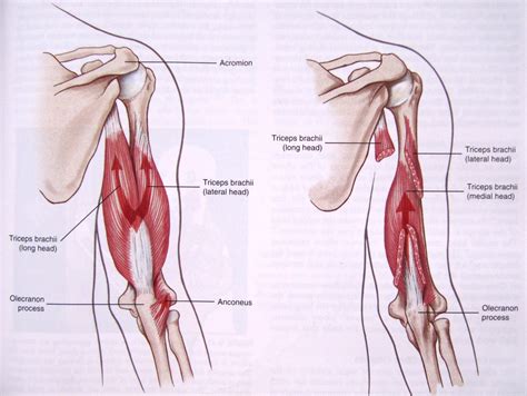 Tricep Heads Diagram