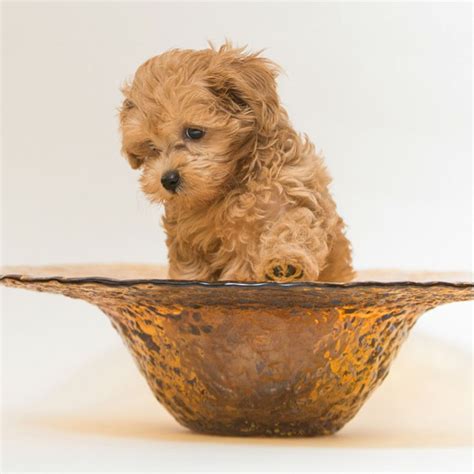 #1 | Maltipoo Puppies For Sale By Uptown Puppies