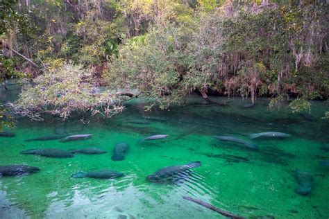 10 Best Kayaking with Manatees in Florida