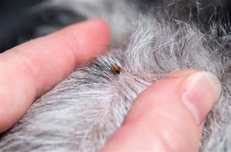 Flea and Tick Prevention for Dogs - Petsmartgo