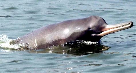 Ganges River Dolphin – "OCEAN TREASURES" Memorial Library