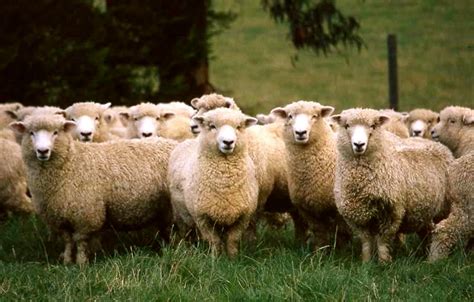 Herd of Sheep - A-Z Animals