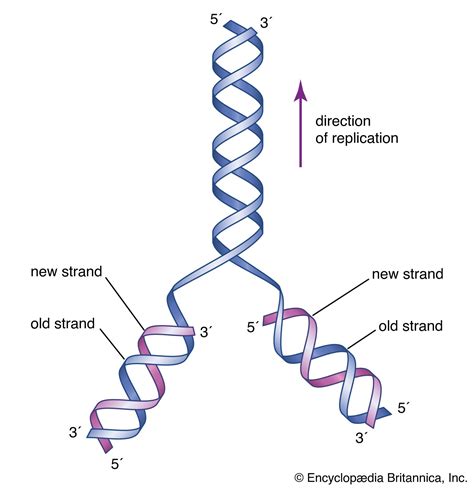 DNA | Definition, Discovery, Function, Bases, Facts, & Structure ...