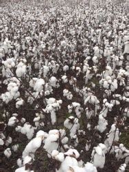 The Journey of Cotton: Harvesting | Barnhardt Purified Cotton