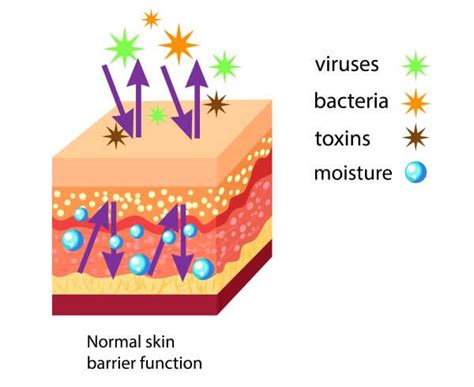 Skin Cell - The Definitive Guide | Biology Dictionary