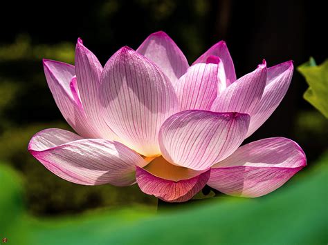 FROM THE GARDEN OF ZEN: Sacred lotus flower: Kencho-ji