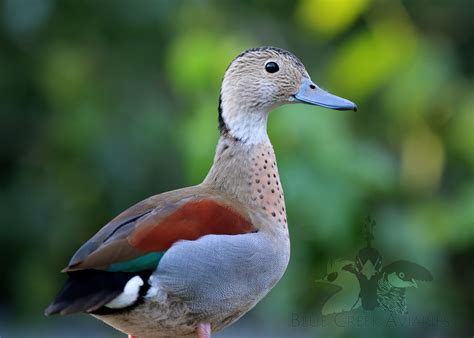 Ringed Teal — Blue Creek Aviaries