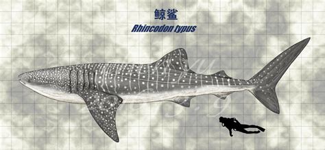 Rhincodon typus by sinammonite on DeviantArt