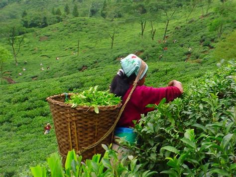 Tea and Plantation Workers | Civilization of India