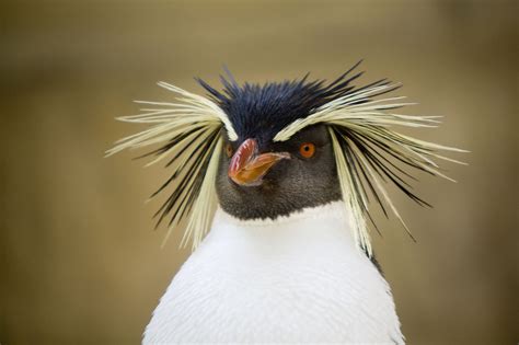 Meet All 18 Penguin Species in One Documentary