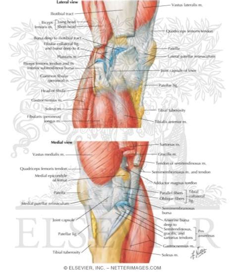 muscles of the knee diagram - ModernHeal.com