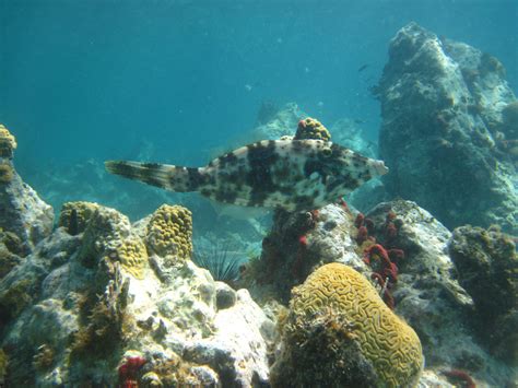 A filefish I think.. | Reef Environmental Education Foundation (REEF)