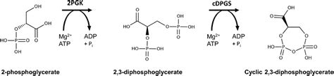 Frontiers | Production of the Extremolyte Cyclic 2,3-Diphosphoglycerate ...