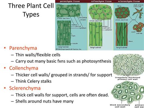 PPT - Plant Structure and Function Ch 29 PowerPoint Presentation - ID ...