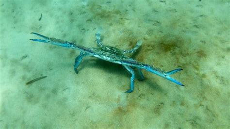 Blue Swimmer Crabs: Information, Tips & Where To Catch in WA