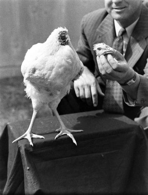 Miracle Mike: The Story of the Chicken That Lived for 18 Months Without a Head ~ Vintage Everyday