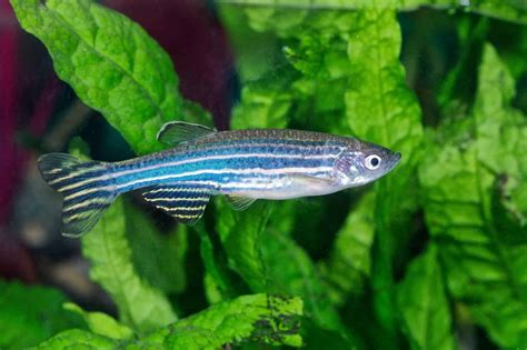 Zebra Danio (Zebrafish) Care 101: All You Need to Know