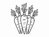 Cartoon Carrots For Coloring  Page sketch template