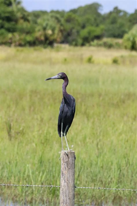 Blue Heron Photos, Download The BEST Free Blue Heron Stock Photos & HD Images