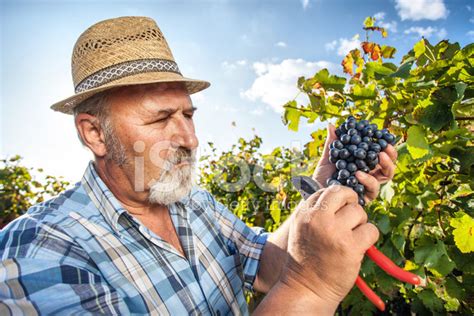 Harvesting Grapes In The Vineyard Stock Photo | Royalty-Free | FreeImages